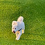 Dee Oh Gee is registered to the contest to win money with this photo: active, animal, canine, cute, daylight, dog, fluffy, fur, grass, greenery, happy, nature, outdoor, pet, playing, small_dog, summer, sunlight, walking, white_dog