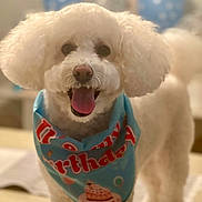 Dee Oh Gee is registered to the contest to win money with this photo: animal, balloons, bandana, birthday, canine, celebration, closeup, cute, dog, fluffy, friendly, fur, happy, indoor, party, pet, portrait, smiling, tongue_out, white