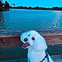 animal, calm, canine, dog, evening, fur, happy, harness, lake, leash, nature, outdoor, pet, portrait, sky, smiling, trees, water, white_dog, wooden_dock