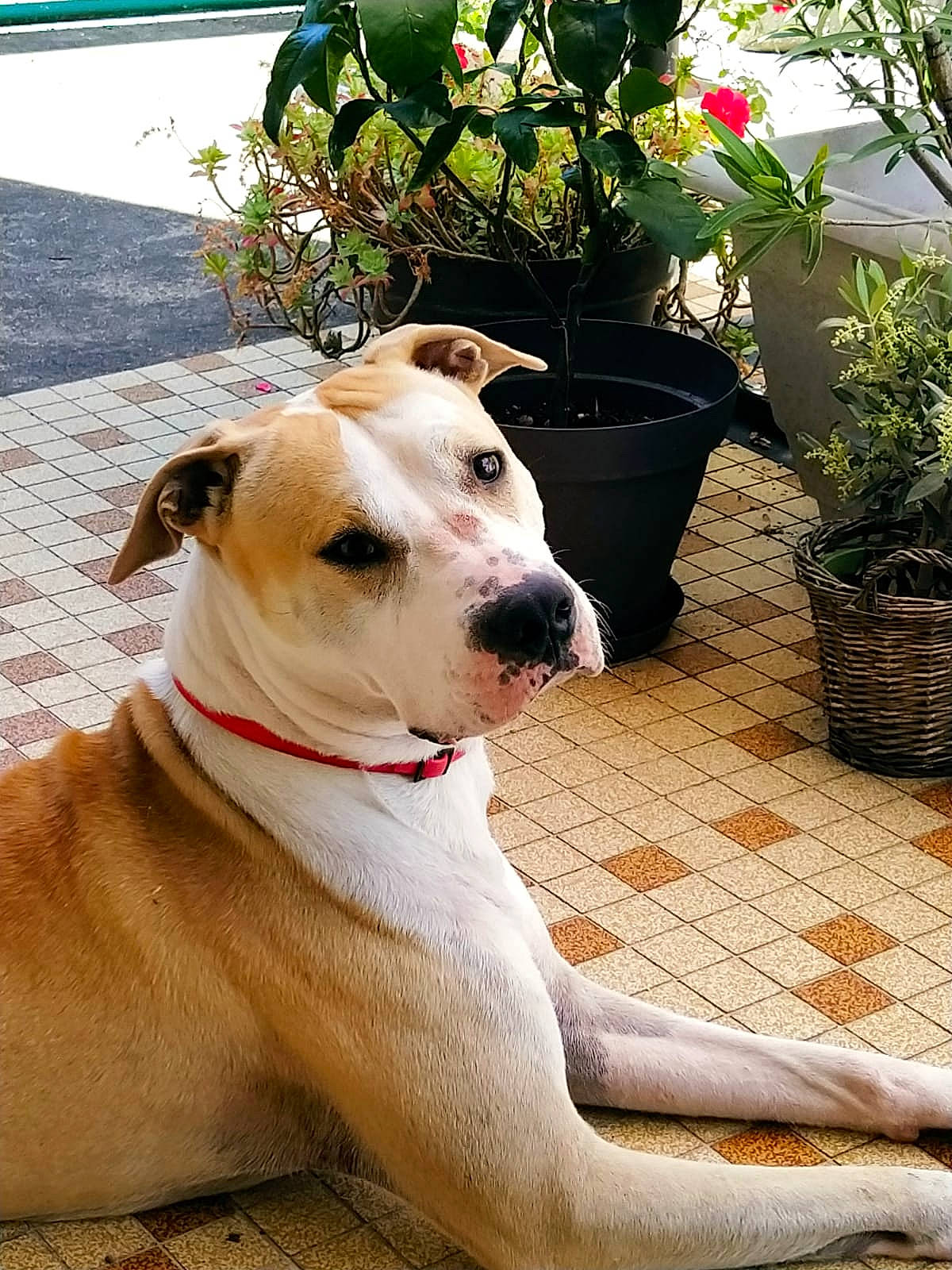 Arko participe au concours pour gagner de l'argent avec cette photo : american_bulldog, american_pit_bull_terrier, american_staffordshire_terrier, bully_kutta, canidae, carnivore, catahoula_bulldog, companion_dog, dog, dog_breed, dogo_argentino, fawn, mammal, non_sporting_group, pit_bull, rare_breed_dog, snout, sporting_group, valley_bulldog, vertebrate