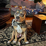 Blu is registered to the contest to win money with this photo: animal, black, blanket, blinds, brown, calm, couch, cozy, dog, floor, furniture, indoor, living_room, pet, pillow, rug, seated, white, window, wooden_table