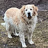 Pauley is registered to the contest to win money with this photo: dog, golden_retriever, fluffy, long_hair, standing, outdoors, mud, ground, dirt, fur, cream_color, white_markings, ears, nose, eyes, tail, animal, portrait, canine, nature