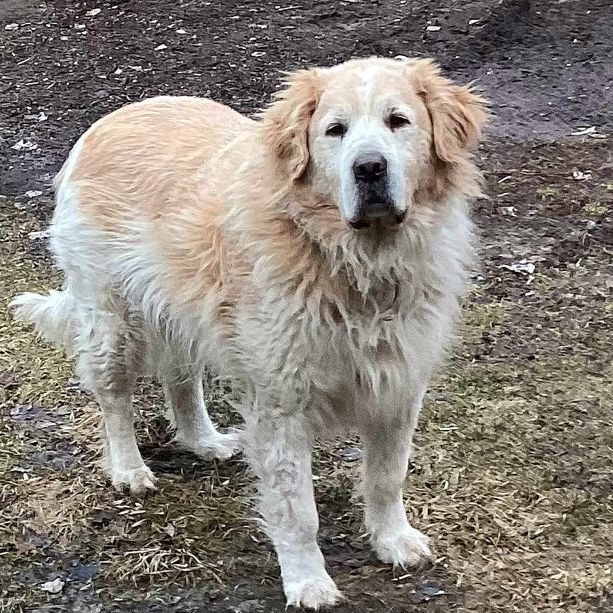 Pauley is registered to the contest to win money with this photo: dog, golden_retriever, fluffy, long_hair, standing, outdoors, mud, ground, dirt, fur, cream_color, white_markings, ears, nose, eyes, tail, animal, portrait, canine, nature