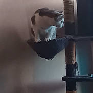 You participe au concours pour gagner de l'argent avec cette photo : adult, animal, bodypart, bookcase, cat, closet, face, finger, furniture, hand, head, indoors, interiordesign, kitten, male, man, manx, person, pet, shelf