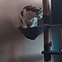 adult, animal, bodypart, bookcase, cat, closet, face, finger, furniture, hand, head, indoors, interiordesign, kitten, male, man, manx, person, pet, shelf