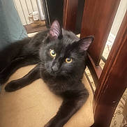 Chleo is registered to the contest to win money with this photo: black_cat, cat, pet, indoor, chair, furniture, yellow_eyes, animal, relaxed, fluffy, fur, curious, domestic_cat, mammal, whiskers, looking_at_camera, resting, cozy, home, closeup
