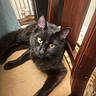 black_cat, cat, pet, indoor, chair, furniture, yellow_eyes, animal, relaxed, fluffy, fur, curious, domestic_cat, mammal, whiskers, looking_at_camera, resting, cozy, home, closeup