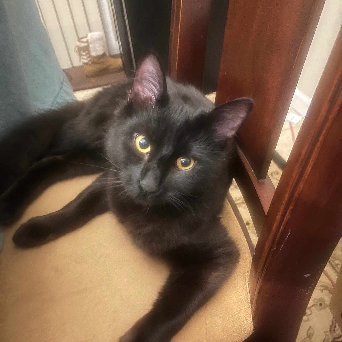 Chleo is registered to the contest to win money with this photo: black_cat, cat, pet, indoor, chair, furniture, yellow_eyes, animal, relaxed, fluffy, fur, curious, domestic_cat, mammal, whiskers, looking_at_camera, resting, cozy, home, closeup