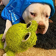 Bandit participe au concours pour gagner de l'argent avec cette photo : dog, white_dog, blue_shirt, plush_toy, frog_plush, pet, indoor, resting, lying_down, carpet, fluffy_rug, cute, animal, canine, soft_toy, relaxed, face, nose, paw, sleepy