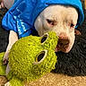 dog, white_dog, blue_shirt, plush_toy, frog_plush, pet, indoor, resting, lying_down, carpet, fluffy_rug, cute, animal, canine, soft_toy, relaxed, face, nose, paw, sleepy