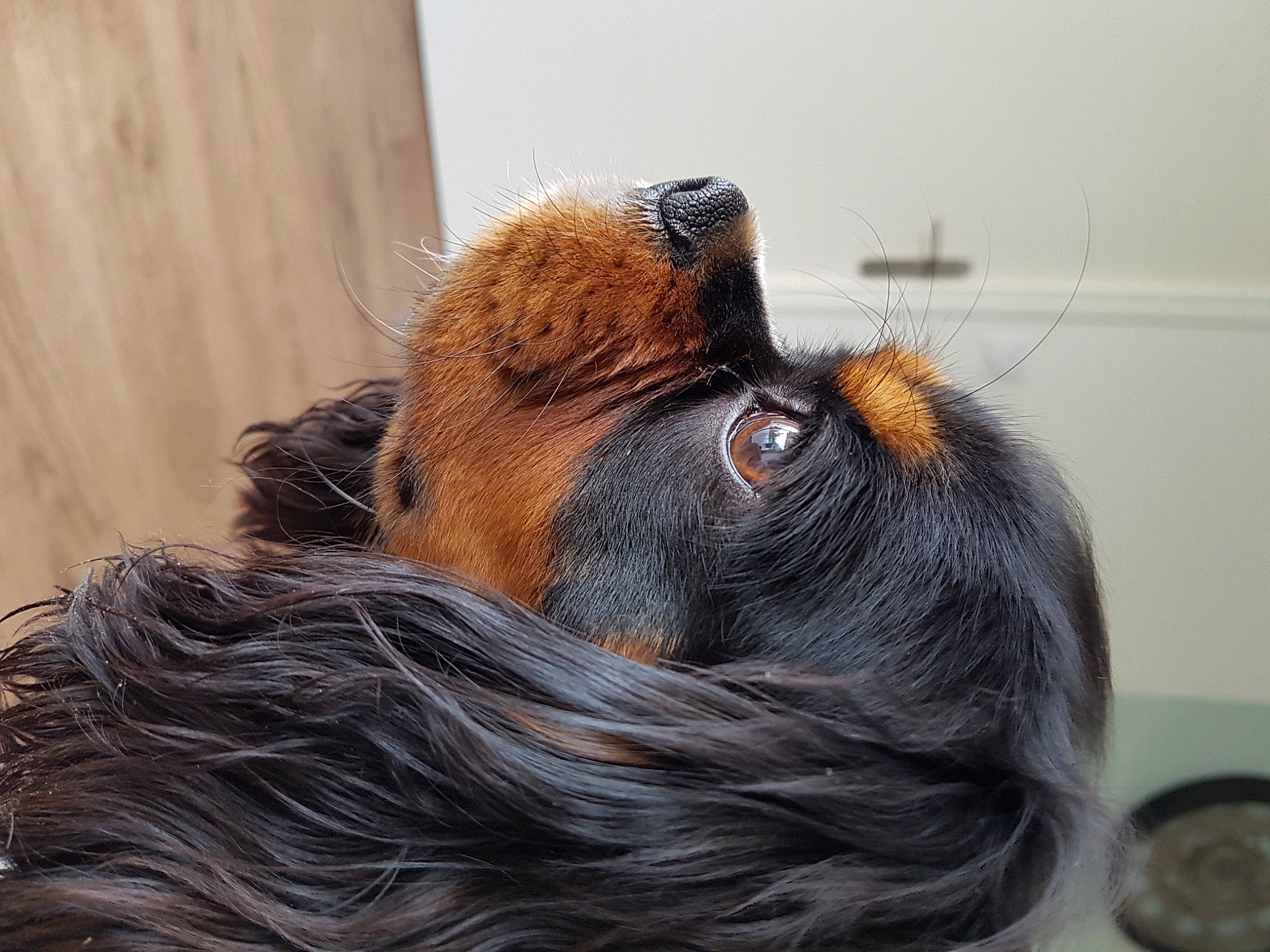 Rocky participe au concours pour gagner de l'argent avec cette photo : brown, canidae, carnivore, companion_dog, dog, dog_breed, fawn, fur, liver, natural_material, snout, spaniel, sporting_group, whiskers, working_animal, working_dog