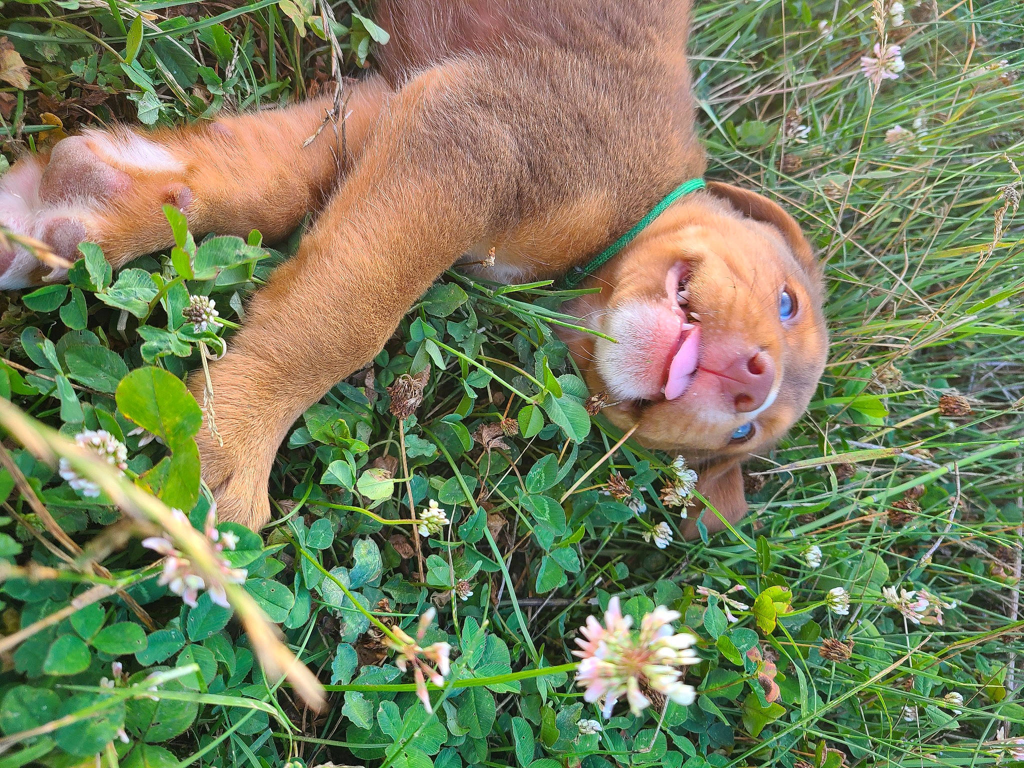 Obelix a rejoint le concours — aidez-le/la à gagner de superbes lots ! canidae, dog_breed, fawn, flower, grass, green, groundcover, herb, human_leg, liver, people_in_nature, plant, shrub, shrubland, soil, sporting_group, terrestrial_animal, terrestrial_plant, wildlife