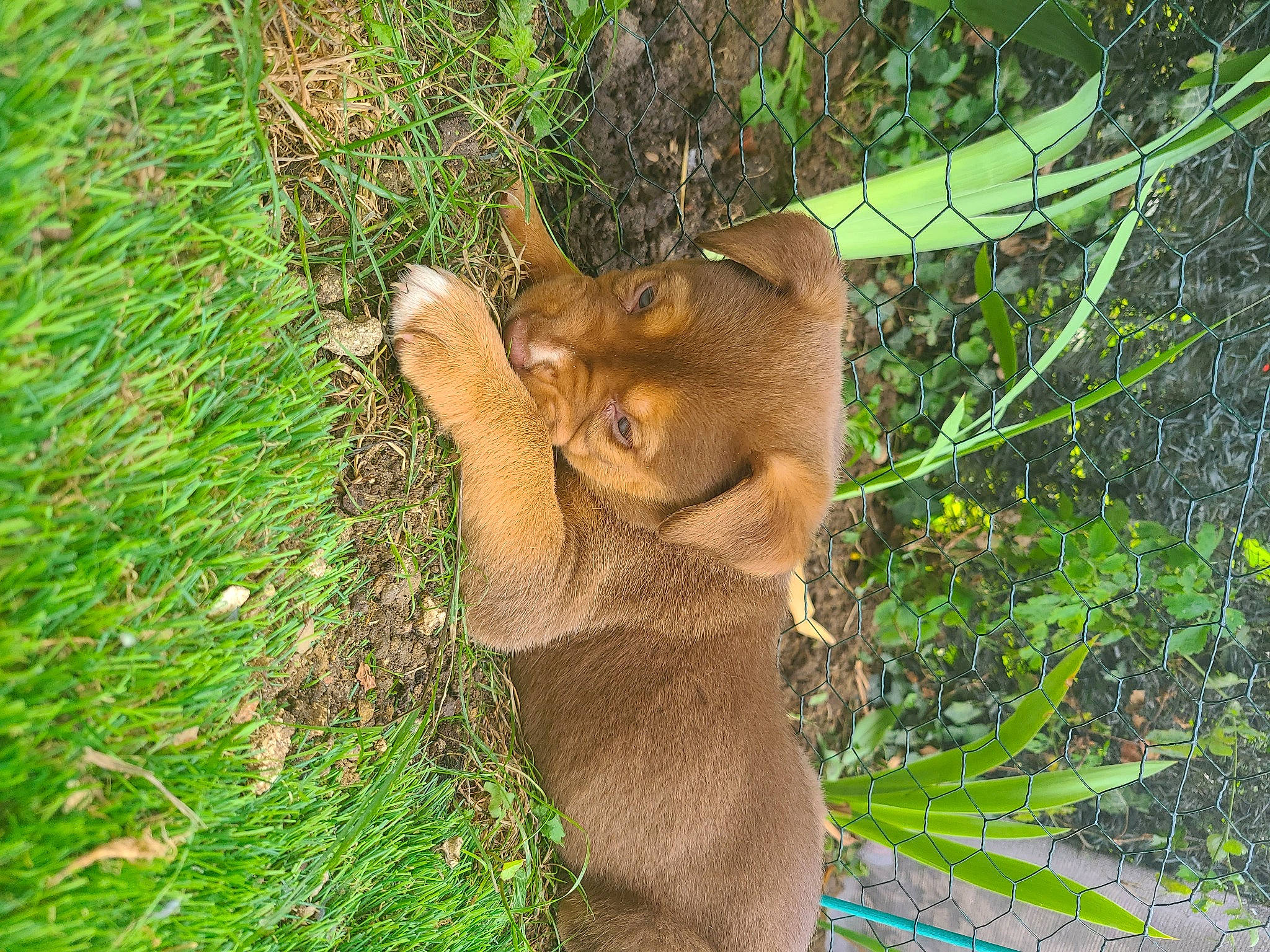 Obelix a rejoint le concours — aidez-le/la à gagner de superbes lots ! big_cats, branch, fawn, felidae, fox_squirrel, fur, grass, groundcover, plant, rodent, sculpture, snout, squirrel, tail, terrestrial_animal, terrestrial_plant, tree, trunk, whiskers, wood