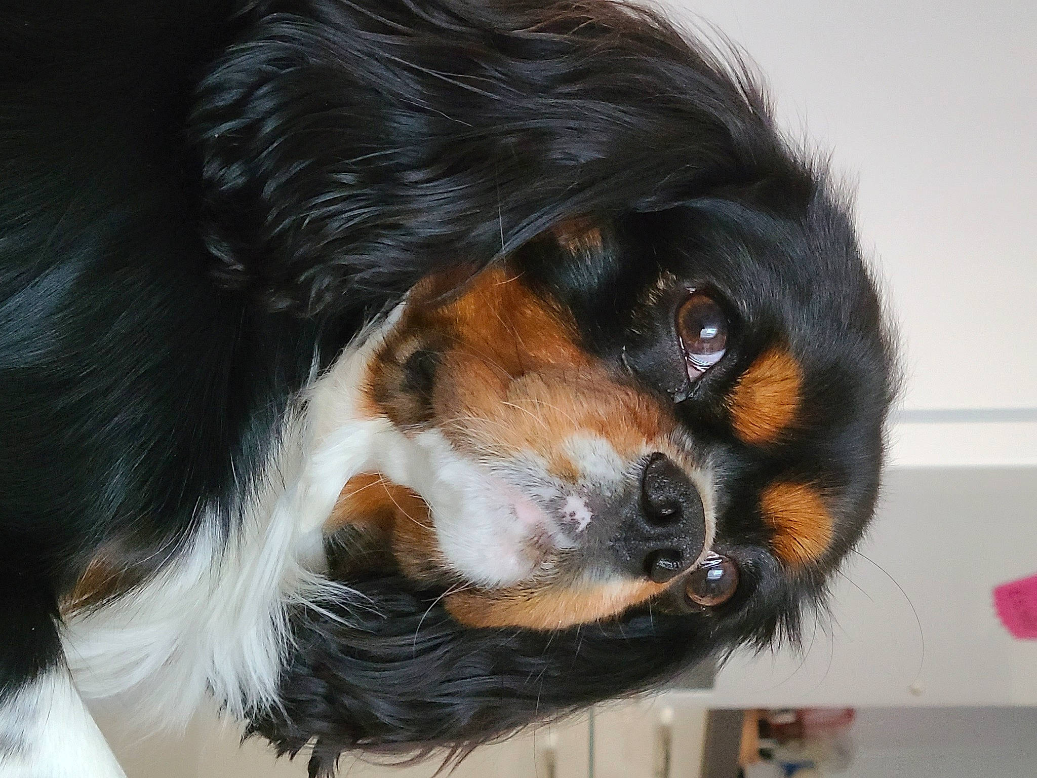 Rocky a rejoint le concours — aidez-le/la à gagner de superbes lots ! bernese_mountain_dog, canidae, carnivore, companion_dog, dog, dog_breed, fur, head, puppy, snout, sporting_group, terrestrial_animal, whiskers, working_dog