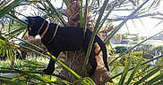 Seeba participe au concours pour gagner de l'argent avec cette photo : animal, black_cat, branch, cat, collar, curious, daylight, feline, garden, greenery, leaves, nature, outdoor, palm_tree, pet, plants, side_view, sunlight, tree, wildlife