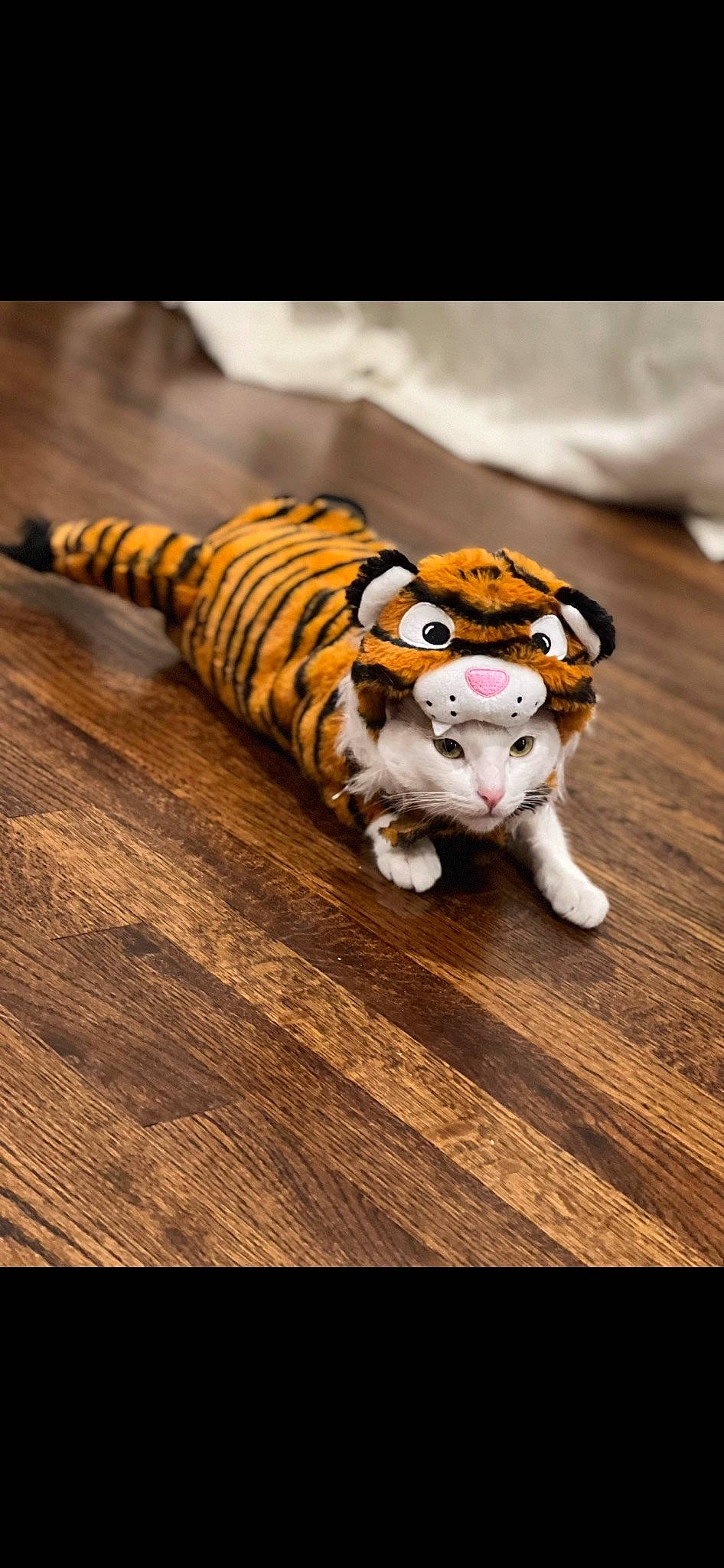 Bonita joined the competition — help win amazing prizes! bengal_tiger, big_cats, carnivore, cat, fawn, felidae, flooring, fur, hardwood, siberian_tiger, small_to_medium_sized_cats, snout, stuffed_toy, tail, terrestrial_animal, tiger, toy, whiskers, wildlife, wood