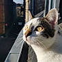 Zack participe au concours pour gagner de l'argent avec cette photo : cat, animal, pet, close_up, outdoor, sunlight, curious, golden_eyes, whiskers, fur, balcony, building, daylight, window, street, nature, domestic_cat, mammal, portrait, looking_away
