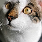 Zack a rejoint le concours — aidez-le/la à gagner de superbes lots ! cat, close_up, whiskers, golden_eyes, curious, pet, animal, fur, indoor, portrait, cute, face, ears, nose, feline, looking, soft_light, detail, focus, background_blur