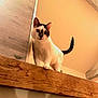 cat, animal, pet, curious, wooden_beam, indoor, feline, white, black, tail, ears, whiskers, looking_down, warm_lighting, cozy, house, flooring, beam, playful, domestic
