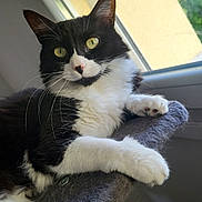 Kitty a rejoint le concours — aidez-le/la à gagner de superbes lots ! abyssinian, angora, animal, blackcat, cat, chair, couch, furniture, hardwood, kitten, manx, pet, siamese, wood