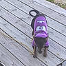 Sammie joined the competition — help win amazing prizes! animal, canine, casual, clothing, cute, daylight, dog, fence, grass, leash, nature, outdoor, pet, playful, puppy, purple_hoodie, rope, small_dog, tail, wooden_deck
