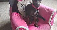 Sammie is registered to the contest to win money with this photo: animal, black_dog, carpet, collar, cozy, cute, decor, dog, furniture, home, indoor, large_ears, minnie_mouse, pet_chair, pink, plush_toy, sitting, small_dog, statue, toy