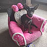 animal, black_dog, carpet, collar, cozy, cute, decor, dog, furniture, home, indoor, large_ears, minnie_mouse, pet_chair, pink, plush_toy, sitting, small_dog, statue, toy