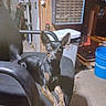 alert, animal, black_dog, blue_bucket, brown_markings, carpet, concrete_floor, curious, dog, ears_up, garage, indoor, office_chair, pet, plastic_bin, sitting, small_dog, storage, tools, workshop