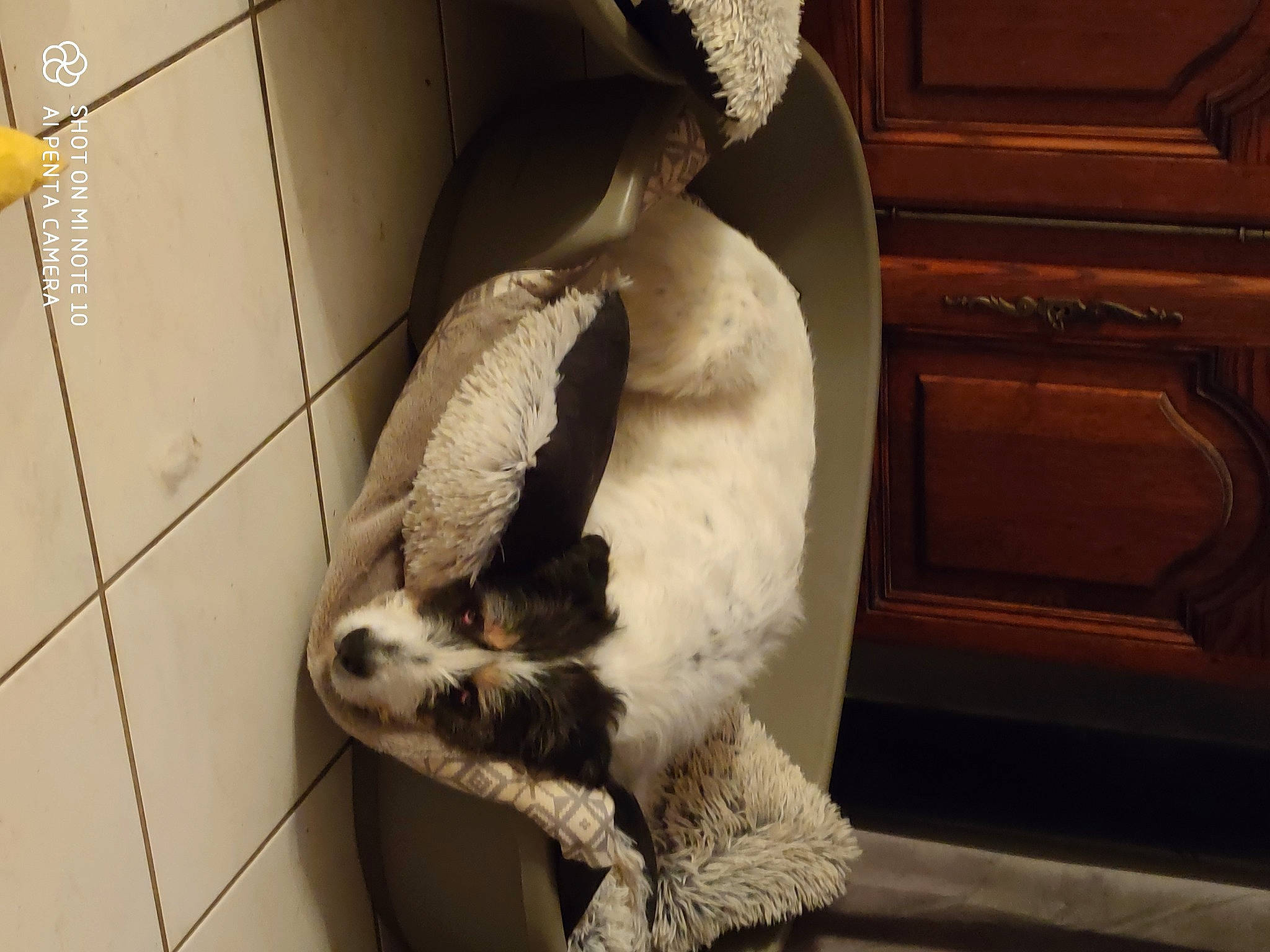 Molly participe au concours pour gagner de l'argent avec cette photo : canidae, carnivore, cat, comfort, companion_dog, dog_breed, domestic_short_haired_cat, fawn, felidae, flooring, fur, hardwood, paw, pet_supply, small_to_medium_sized_cats, snout, sporting_group, tail, whiskers, wood