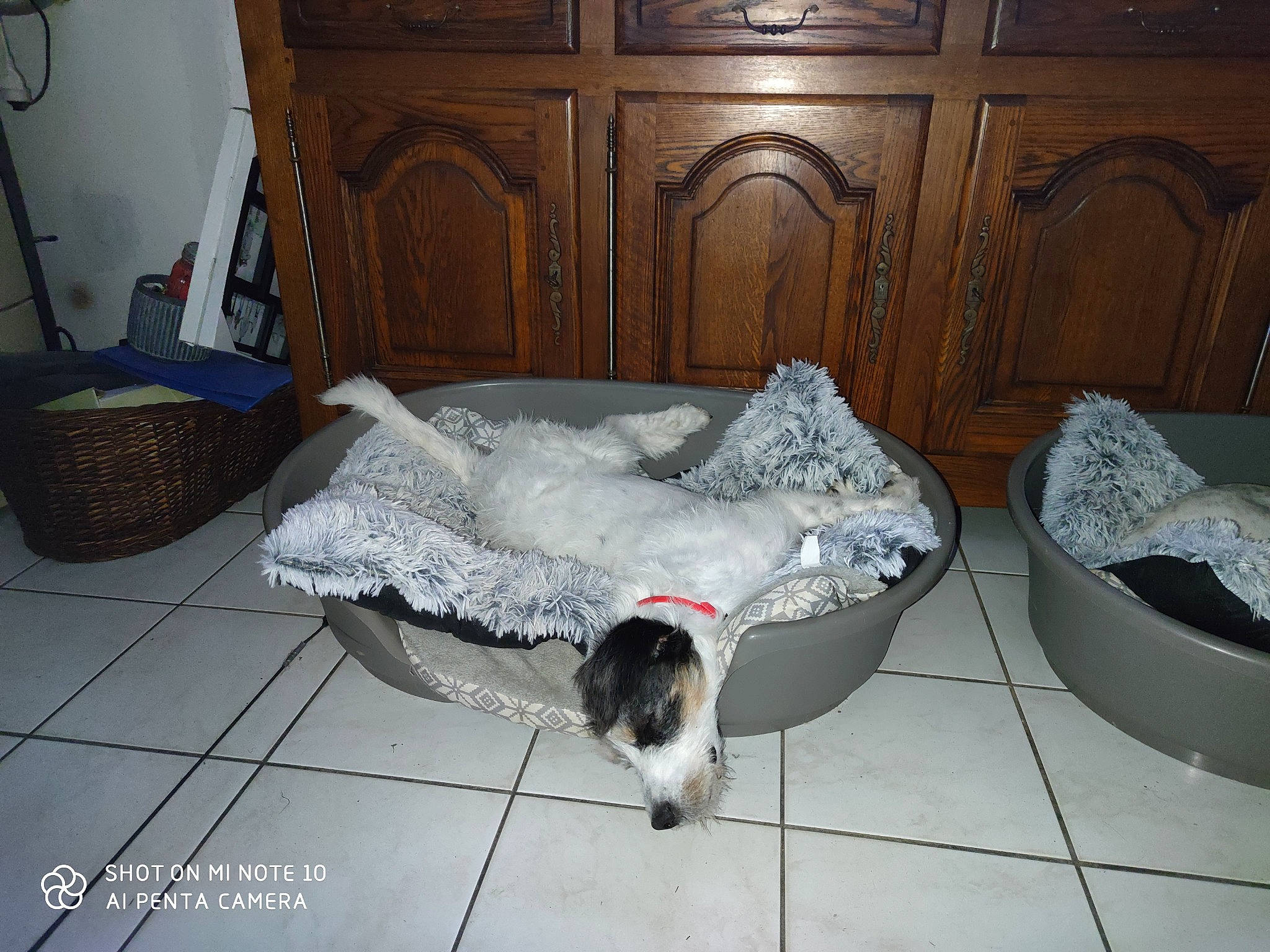 Molly a rejoint le concours — aidez-le/la à gagner de superbes lots ! cabinetry, carnivore, comfort, companion_dog, couch, felidae, floor, flooring, grey, hardwood, house, laminate_flooring, linens, living_room, pet_supply, pillow, room, studio_couch, wood, wood_flooring