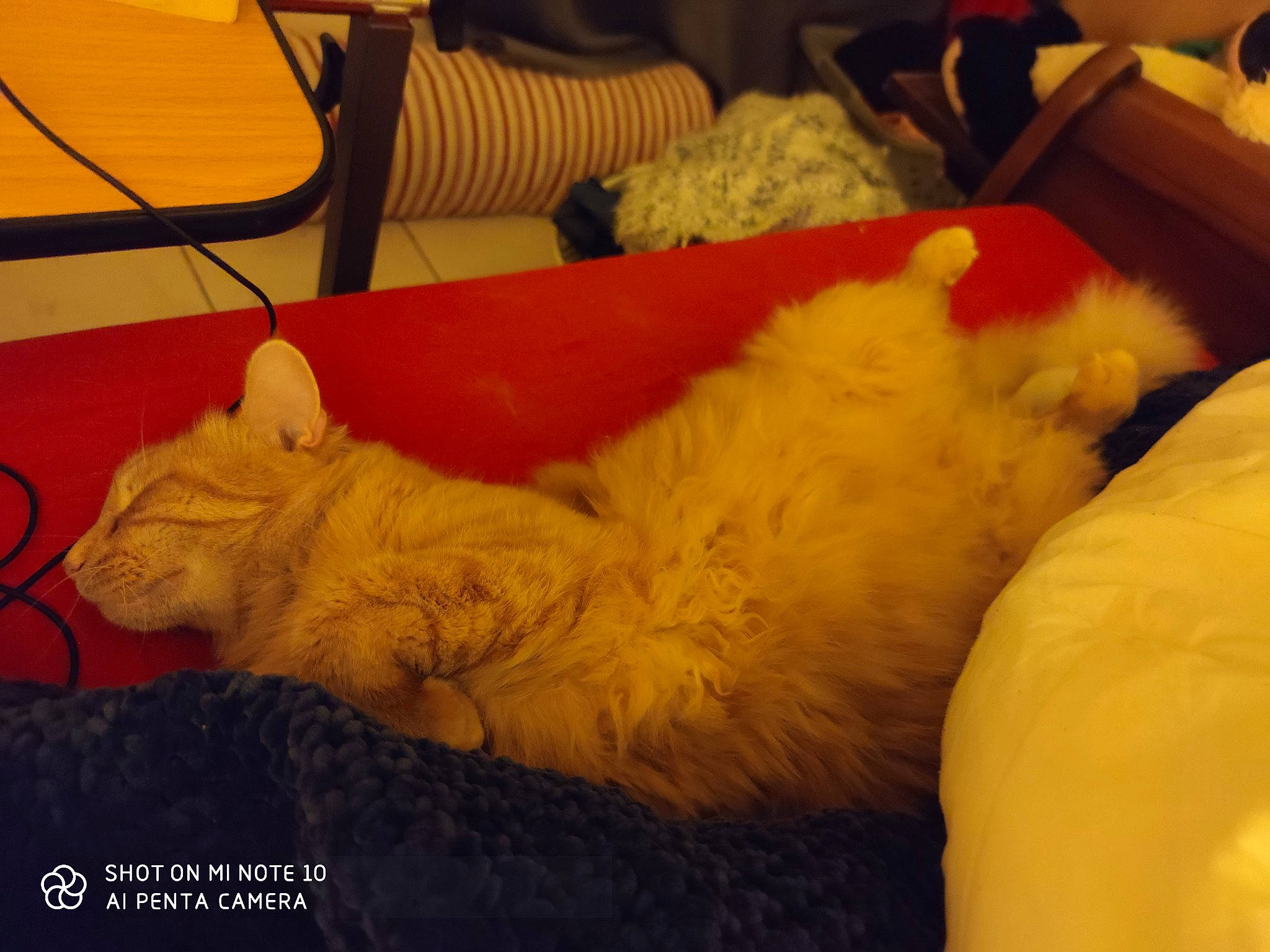 Minus a rejoint le concours — aidez-le/la à gagner de superbes lots ! bed, bedding, canidae, carnivore, comfort, companion_dog, couch, dog_breed, duvet, felidae, fur, linens, nap, paw, pillow, small_to_medium_sized_cats, sporting_group, stuffed_toy, tail, whiskers