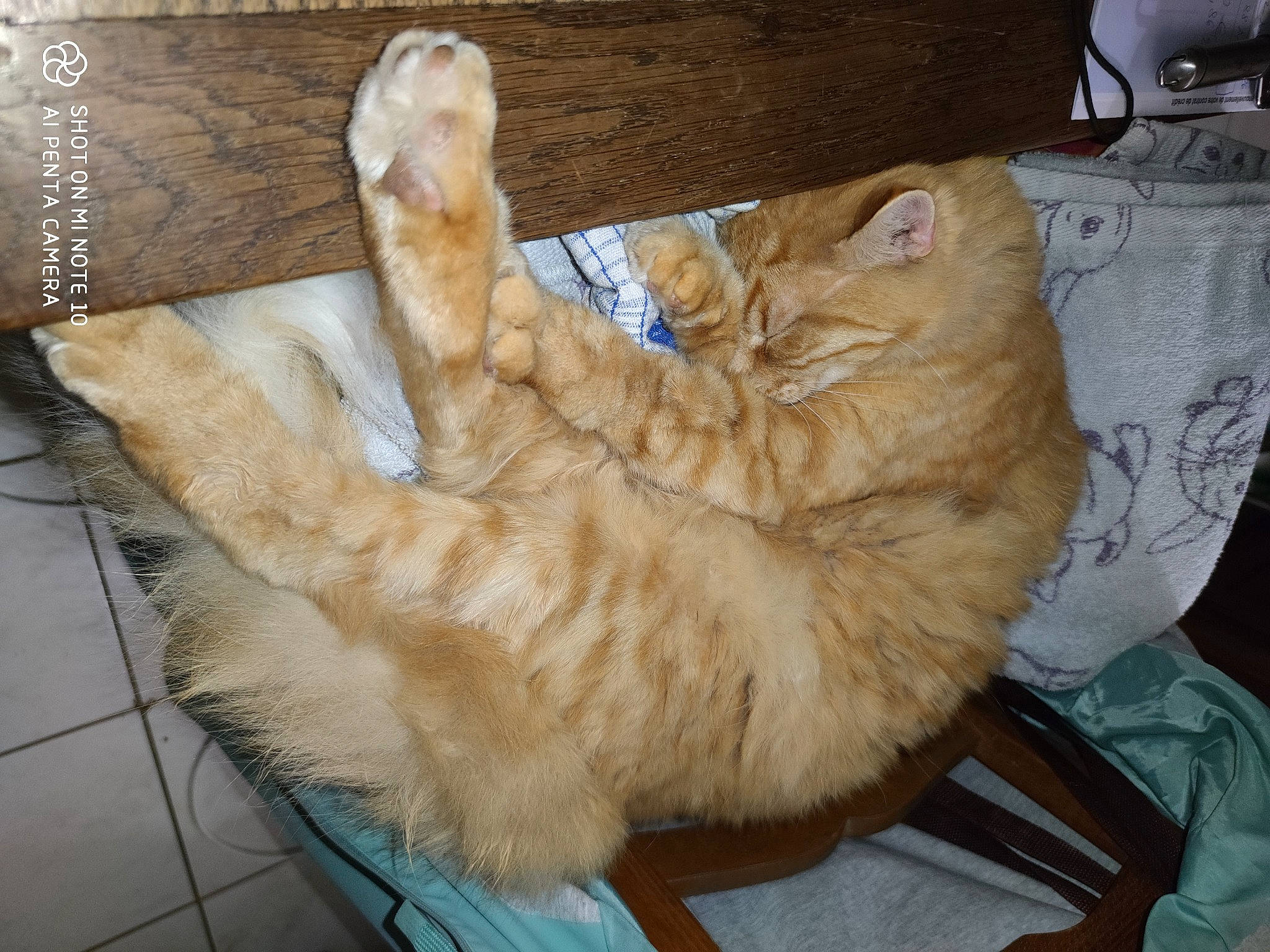 Minus participe au concours pour gagner de l'argent avec cette photo : carnivore, cat, claw, comfort, dog_breed, domestic_short_haired_cat, fawn, felidae, fur, paw, small_to_medium_sized_cats, tail, whiskers, wood