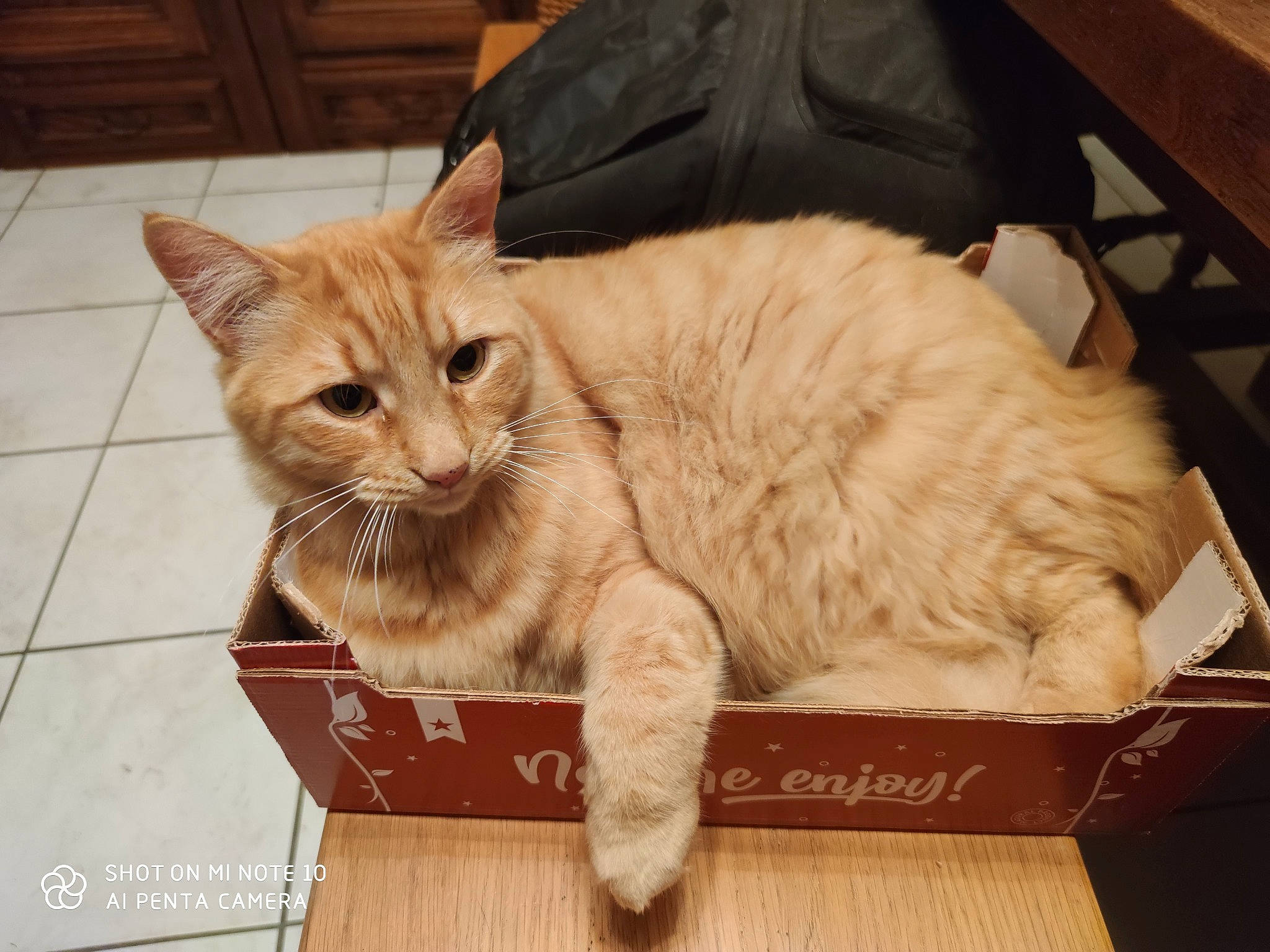 Minus participe au concours pour gagner de l'argent avec cette photo : box, cardboard, carnivore, cat, claw, domestic_short_haired_cat, fawn, felidae, flooring, fur, paper_product, paw, pet_supply, photo_caption, small_to_medium_sized_cats, snout, tail, vertebrate, whiskers, wood