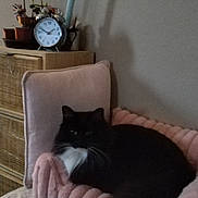 Chausette participe au concours pour gagner de l'argent avec cette photo : cat, tuxedo_cat, black_cat, whiskers, pet, cushion, pink_cushion, pillow, blanket, clock, indoor, plant, potted_plant, nightstand, drawer, wall, cozy, furniture, relaxed, living_room