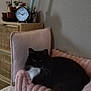 black_cat, blanket, cat, clock, cozy, cushion, drawer, furniture, indoor, living_room, nightstand, pet, pillow, pink_cushion, plant, potted_plant, relaxed, tuxedo_cat, wall, whiskers