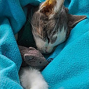 Pooky a rejoint le concours — aidez-le/la à gagner de superbes lots ! animal, blanket, blue, cat, closeup, comfort, cozy, cute, domestic_cat, fur, indoor, nap, paw, pet, plush_toy, relaxed, resting, sleeping, soft, whiskers