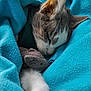 animal, blanket, blue, cat, closeup, comfort, cozy, cute, domestic_cat, fur, indoor, nap, paw, pet, plush_toy, relaxed, resting, sleeping, soft, whiskers