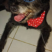 Youki participe au concours pour gagner de l'argent avec cette photo : dog, sunglasses, bandana, red_bandana, heart_pattern, tongue_out, black_fur, pet, indoor, tile_floor, relaxed, playful, close_up, animal, canine, accessory, cool, smiling, portrait, funny