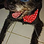dog, sunglasses, bandana, red_bandana, heart_pattern, tongue_out, black_fur, pet, indoor, tile_floor, relaxed, playful, close_up, animal, canine, accessory, cool, smiling, portrait, funny