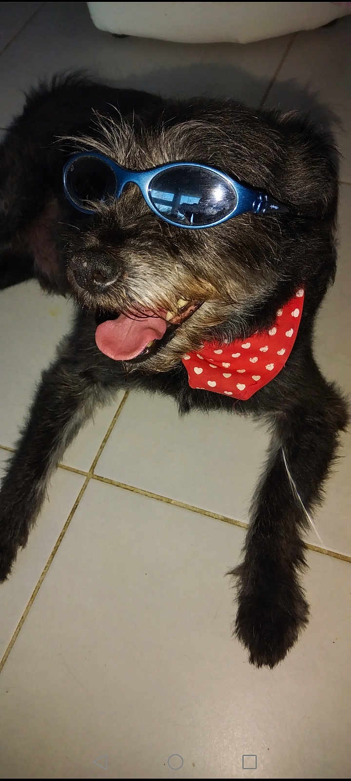 Youki participe au concours pour gagner de l'argent avec cette photo : dog, sunglasses, bandana, red_bandana, heart_pattern, tongue_out, black_fur, pet, indoor, tile_floor, relaxed, playful, close_up, animal, canine, accessory, cool, smiling, portrait, funny