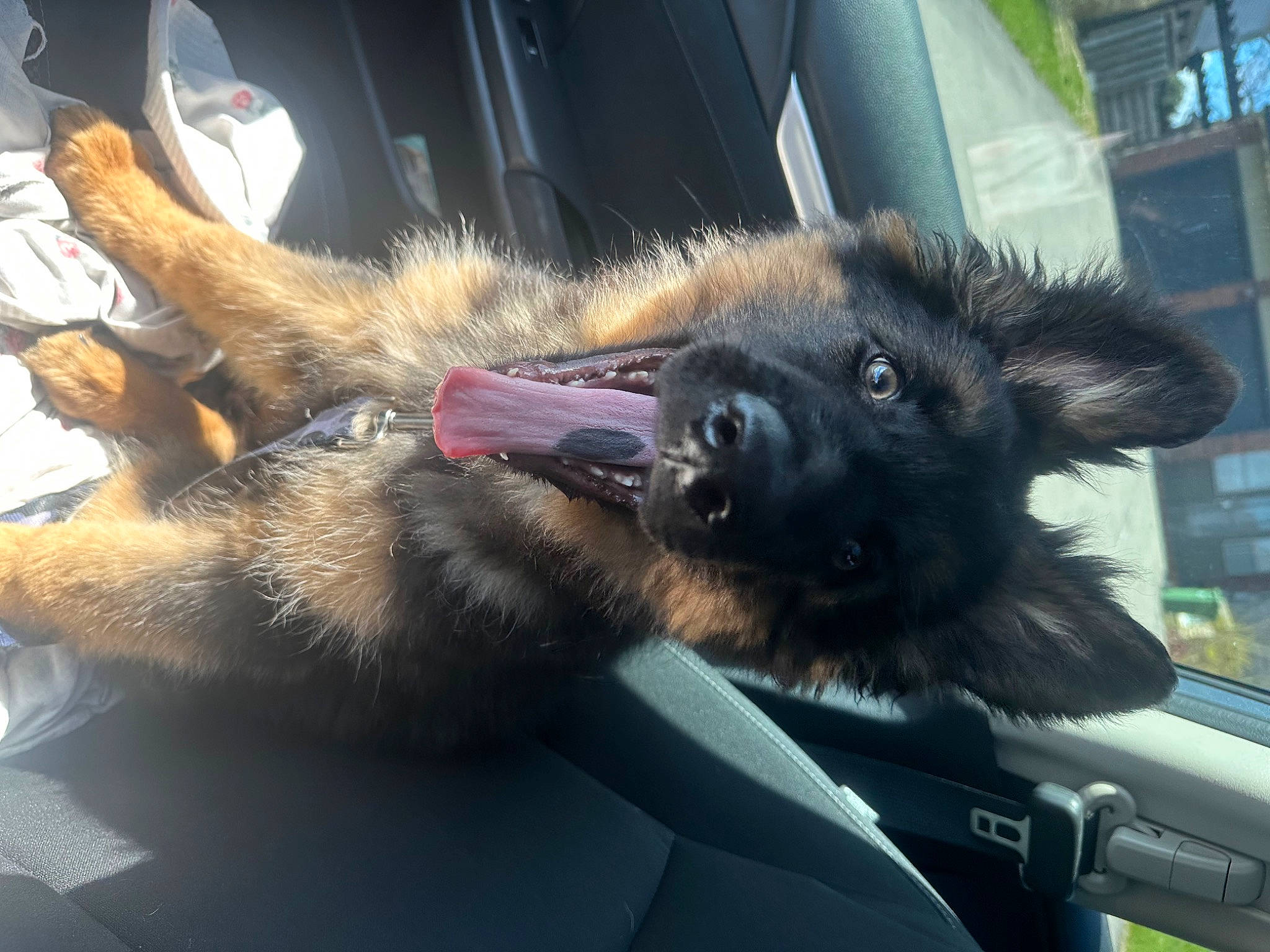 Jax is registered to the contest to win money with this photo: automotive_mirror, automotive_window_part, canidae, carnivore, claw, companion_dog, dog_breed, felidae, foot, fur, old_german_shepherd_dog, paw, rear_view_mirror, small_to_medium_sized_cats, sporting_group, tail, vehicle, whiskers, window, windshield