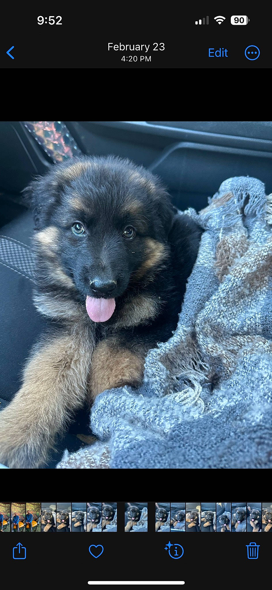 Jax is registered to the contest to win money with this photo: ancient_dog_breeds, canidae, carnivore, companion_dog, dog, dog_breed, electric_blue, fur, german_shepherd_dog, guard_dog, herding_dog, keeshond, king_shepherd, paw, rectangle, sporting_group, terrestrial_animal, working_animal, working_dog