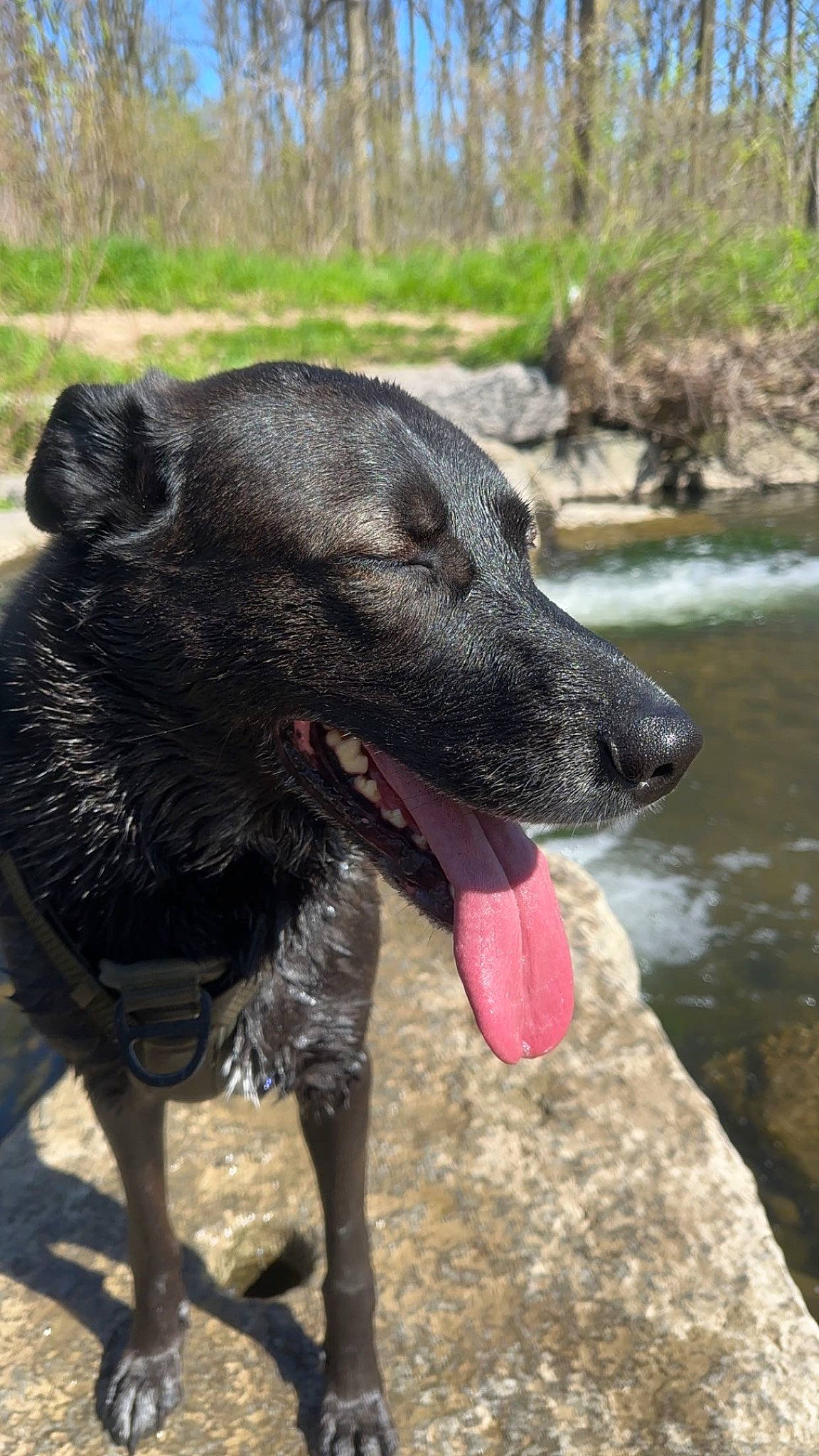 Doom is registered to the contest to win money with this photo: carnivore, collar, companion_dog, dog, dog_breed, dog_collar, dog_supply, fang, fawn, guard_dog, lake, leash, plant, tail, terrestrial_animal, tree, vertebrate, water, working_animal, working_dog