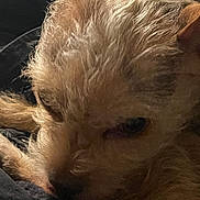 Lil Girl joined the competition — help win amazing prizes! dog, close_up, resting, scruffy, fur, small_dog, sleepy, pet, animal, canine, indoors, cute, portrait, laying_down, calm, soft_lighting, texture, brown_fur, ears, snout