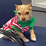 Lil Girl is registered to the contest to win money with this photo: dog, small_dog, pet, animal, costume, clothing, striped, red_and_white, green, chair, indoor, furniture, cute, sitting, fur, paw, looking, office_chair, background, domestic