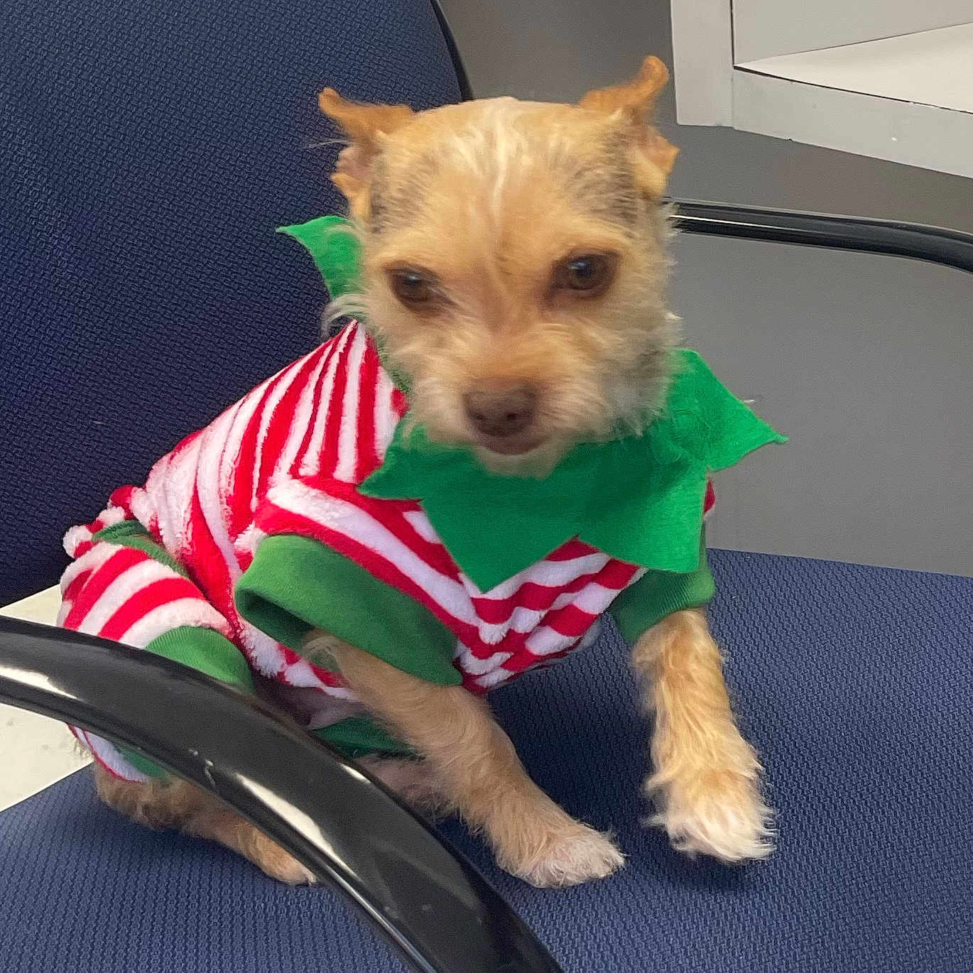 Lil Girl is registered to the contest to win money with this photo: animal, background, chair, clothing, costume, cute, dog, domestic, fur, furniture, green, indoor, looking, office_chair, paw, pet, red_and_white, sitting, small_dog, striped