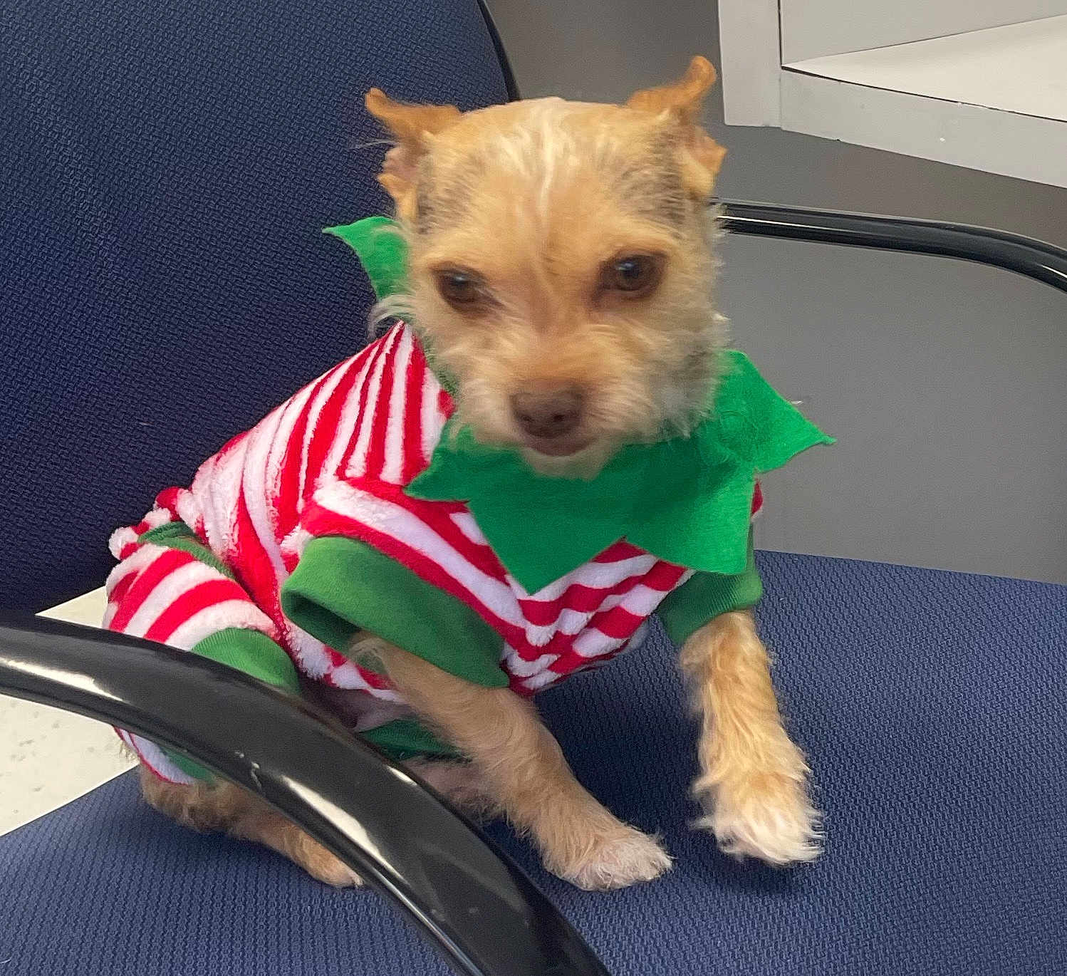 Lil Girl is registered to the contest to win money with this photo: dog, small_dog, pet, animal, costume, clothing, striped, red_and_white, green, chair, indoor, furniture, cute, sitting, fur, paw, looking, office_chair, background, domestic