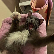 Mochi is registered to the contest to win money with this photo: animal, cat, claws, cute, feline, floor, fur, gray_cat, home, indoor, open_mouth, paw, pet, pink_bed, playful, relaxing, stretching, whiskers, white_fur, yoga_mat