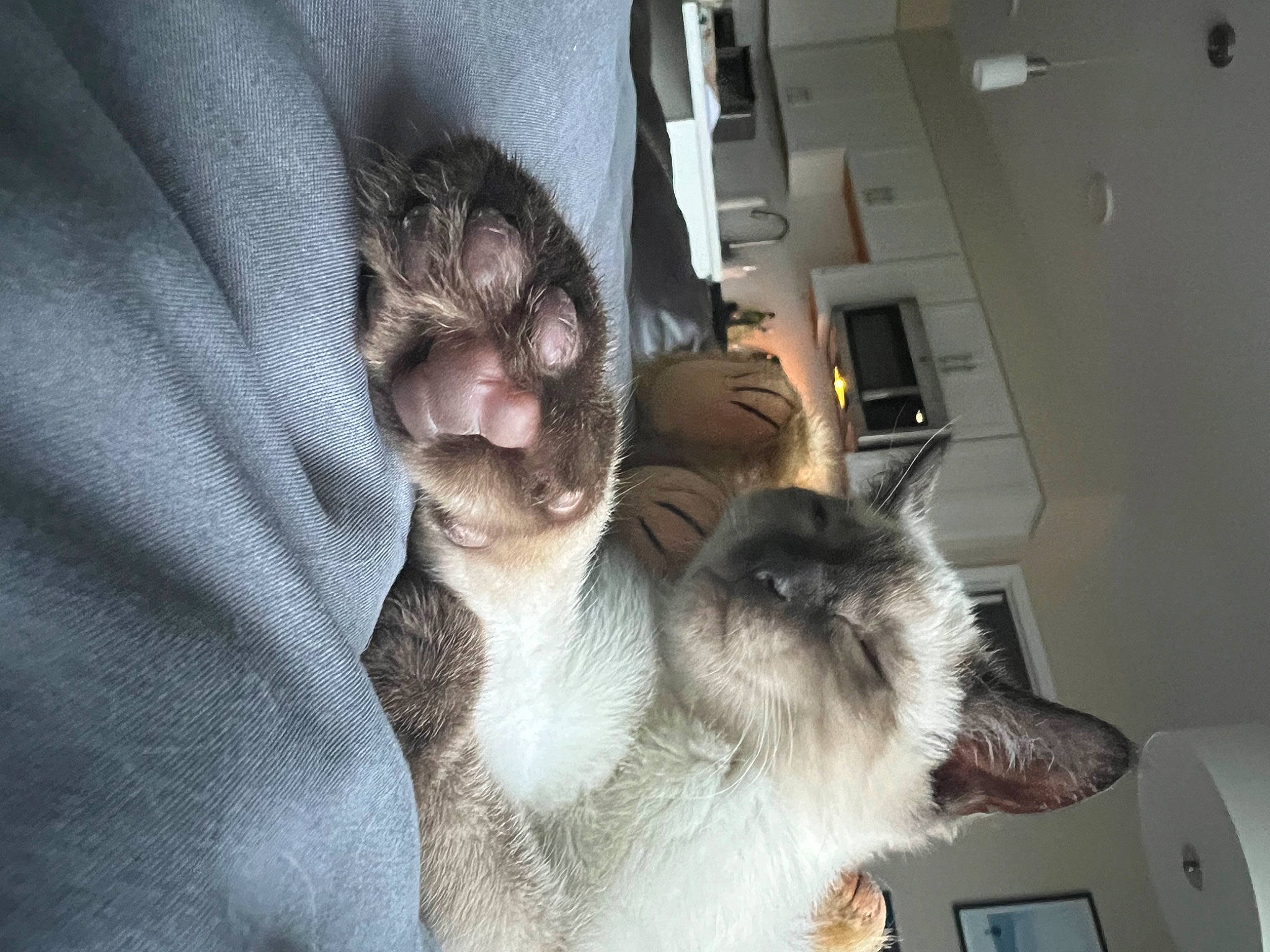 Kevin is registered to the contest to win money with this photo: carnivore, cat, comfort, domestic_short_haired_cat, felidae, fur, paw, siamese, small_to_medium_sized_cats, thai, tonkinese, whiskers, window