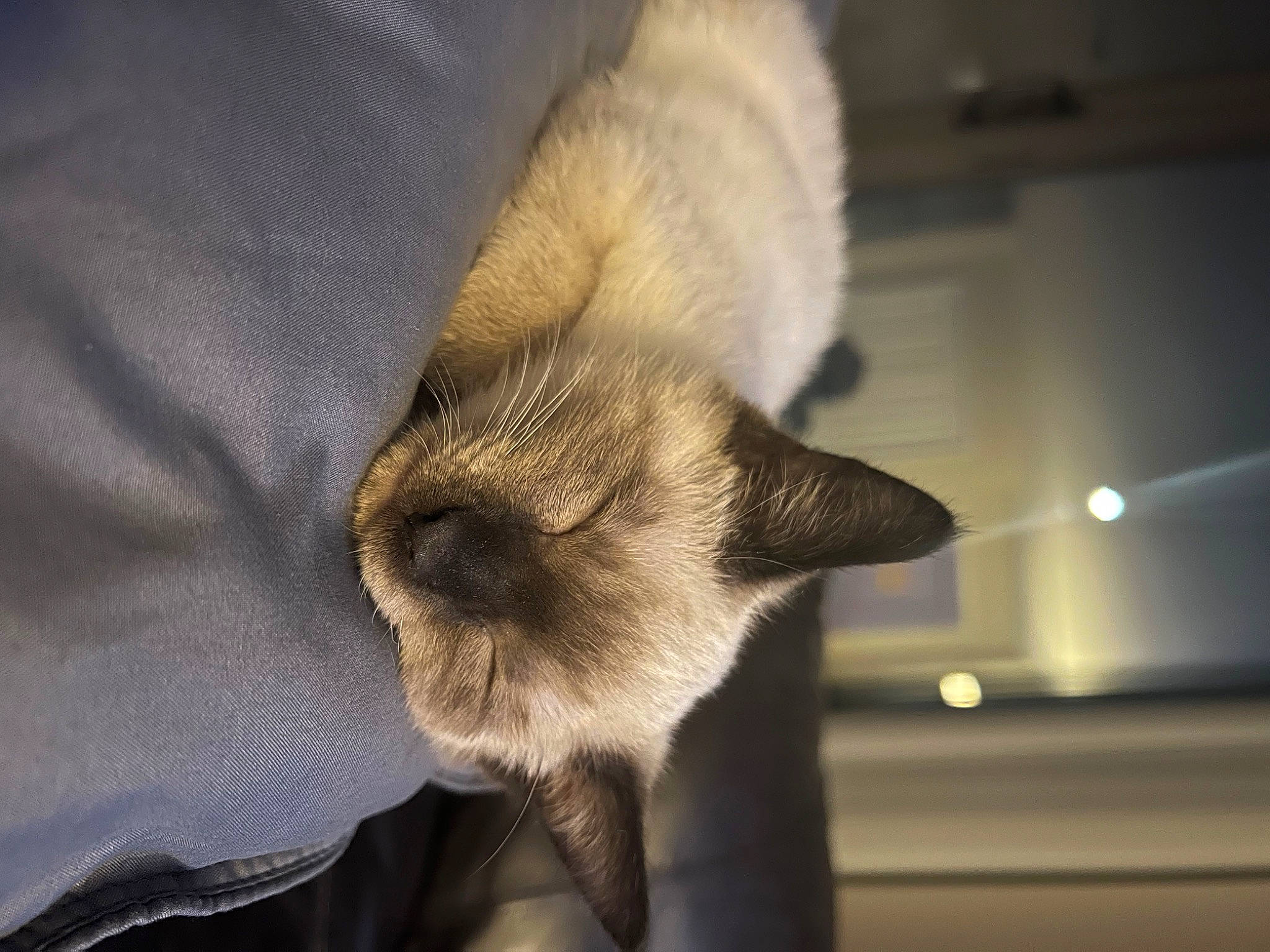 Kevin joined the competition — help win amazing prizes! balinese, carnivore, cat, claw, comfort, domestic_short_haired_cat, ear, fawn, felidae, fur, human_leg, nap, paw, siamese, sleep, small_to_medium_sized_cats, tail, thai, tonkinese, whiskers